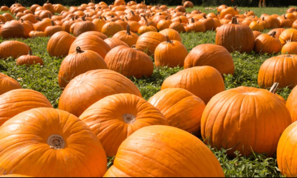 Pumpkin patch